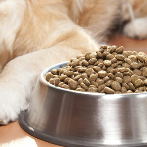 Black Friday 2023 – Top 10 Dog Food Deals to Look Out For