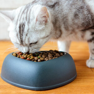 10 cat food deals for Black Friday 2024