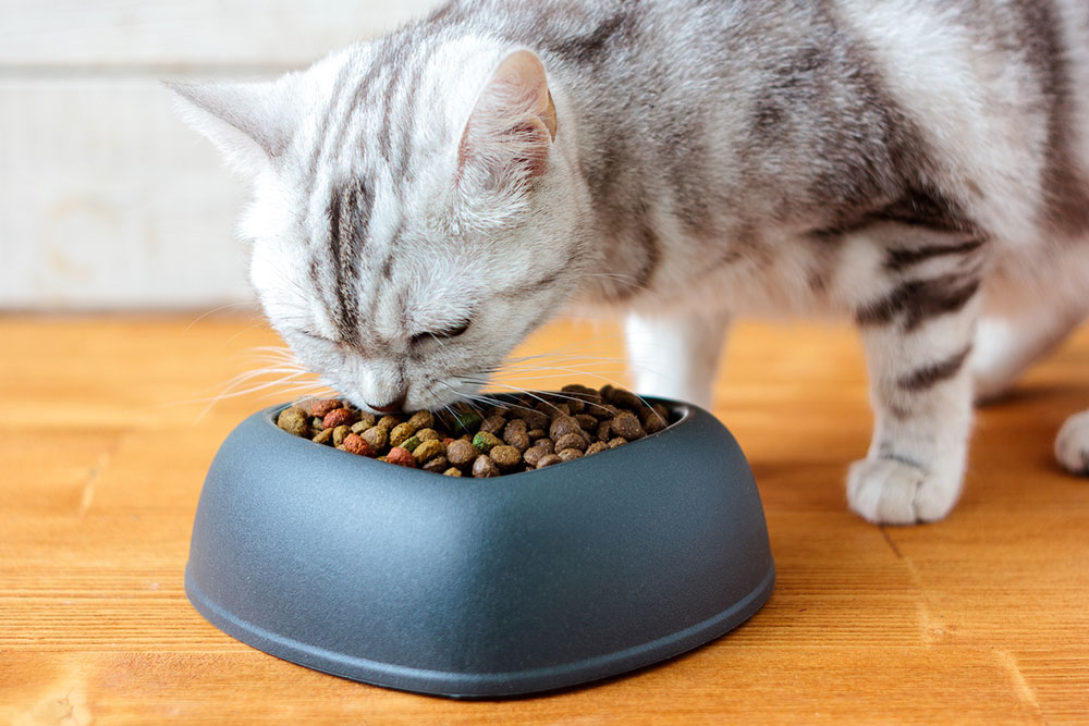 10 cat food deals for Black Friday 2024